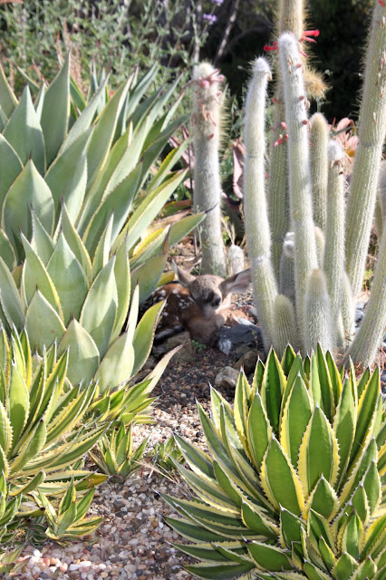 new born deer sitting under a cactus