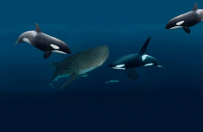 Killer Whales Have Evolved Into Fearless Apex of the Ocean