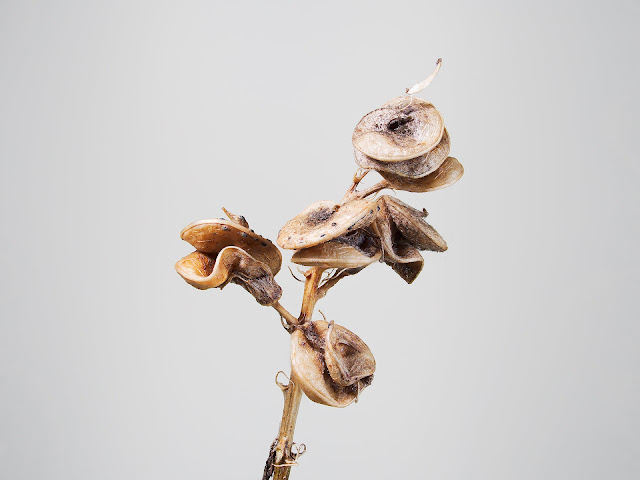 Samenstand einner Wildblume/Seed stand of a wildflower