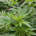 Comissão aprova proposta para legalizar o cultivo de Cannabis sativa para fins medicinais