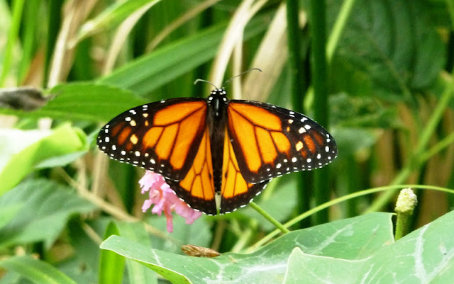  at Butterfly World Isle of Wight