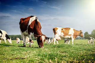 Qurban Bergiliran dalam 1 keluarga