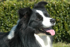 Border Collie Dogs Wallpapers