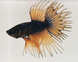 Cupang Crowntail Plakat