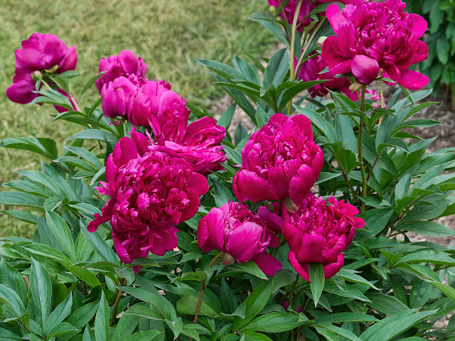 Пион 'Richard Carvel' / Пион 'Ричард Карвел' (Paeonia 'Richard Carvel')