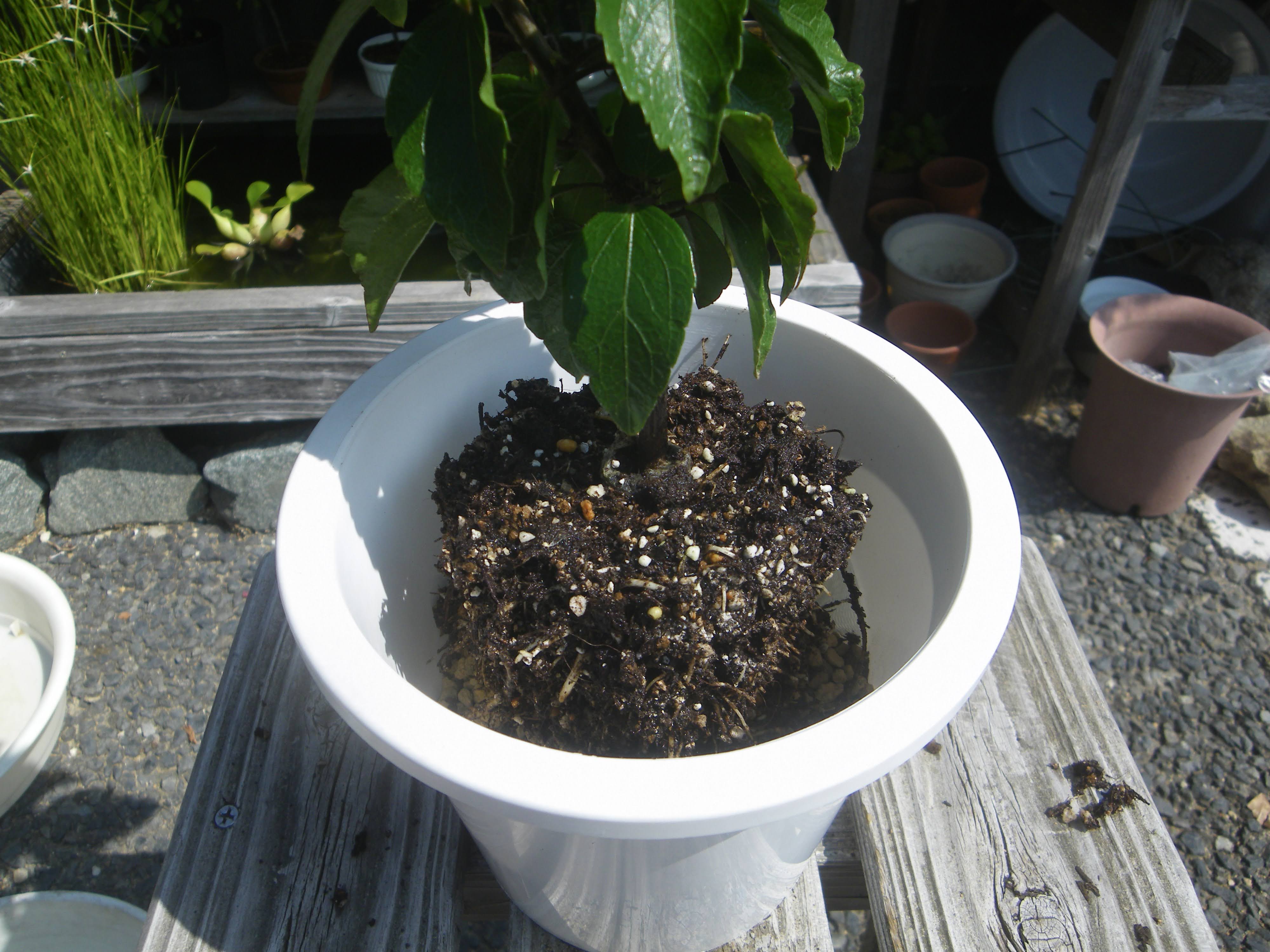 ハイビスカスの育て方 小さな鉢植えで美しい花を楽しむ 苗木の植え付け 栽培の記録 メダカの大工