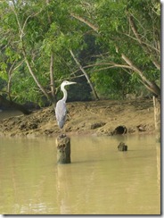 kerala2012 078 kerala2012 078