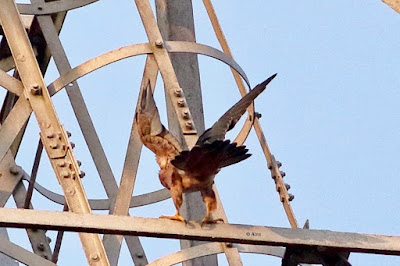 Peregrine Falcon (Shaheen)