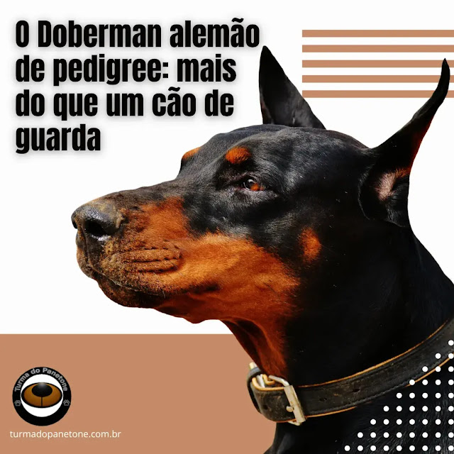 O Doberman alemão de pedigree: mais do que um cão de guarda