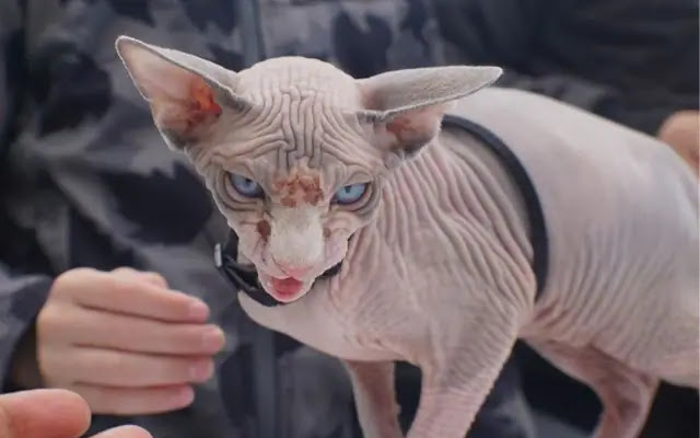 Top 10 Rarest Cats in the World (2023)