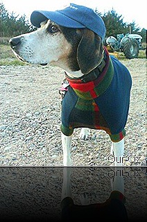 Ozzie at Bengstons in Style