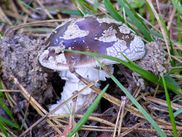 Panther Cap Amanita pantherina.  Indre et Loire, France. Photographed by Susan Walter. Tour the Loire Valley with a classic car and a private guide.