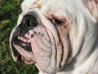 bulldog