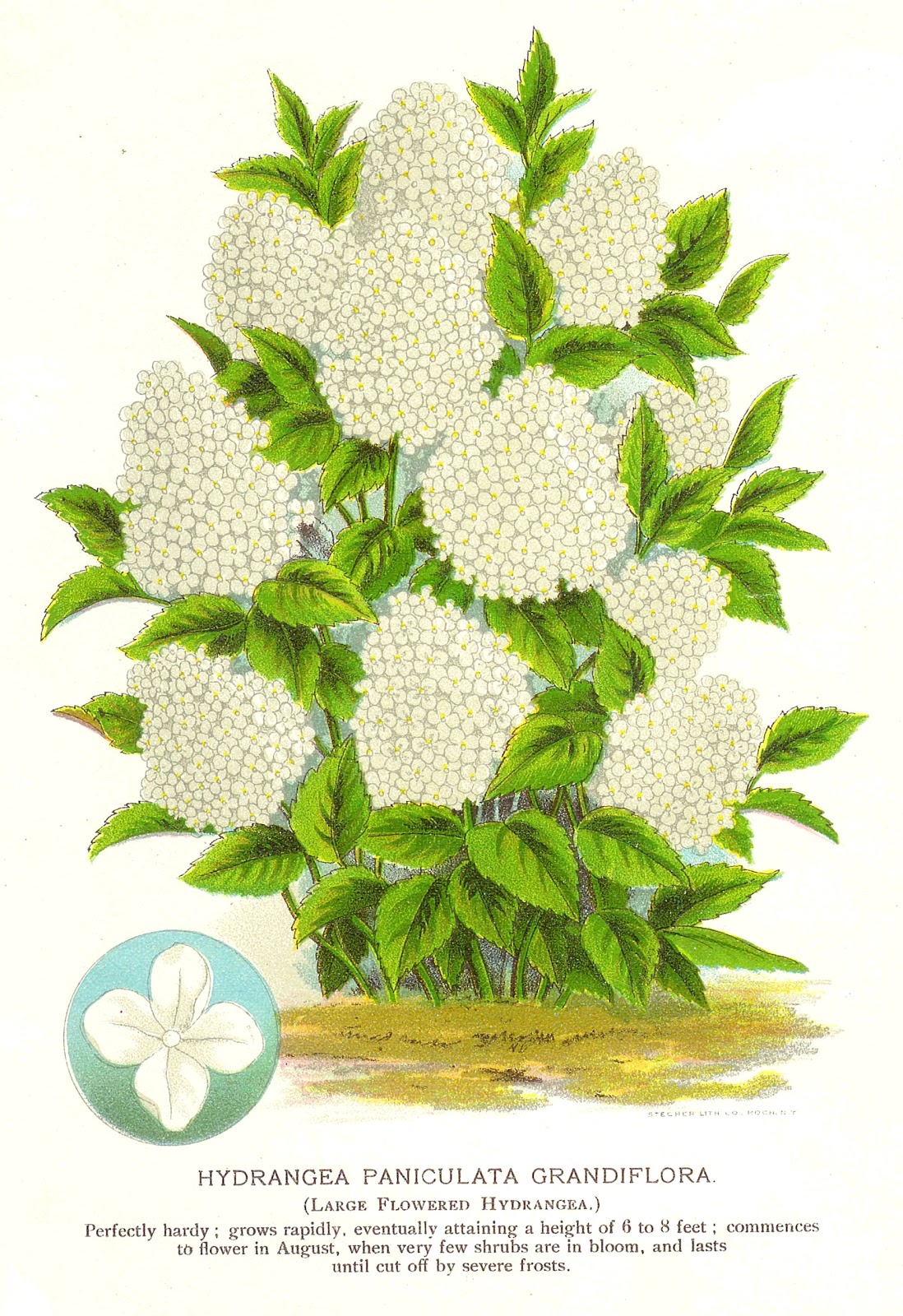 Antique Images: Flower Clip Art: Hydrangea Graphic Color Plate from 