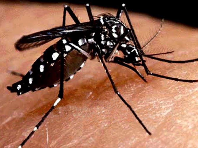 Suman 443 casos de dengue en NL