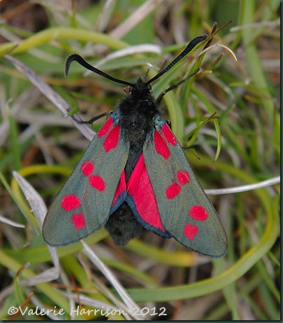 6-spot-burnet