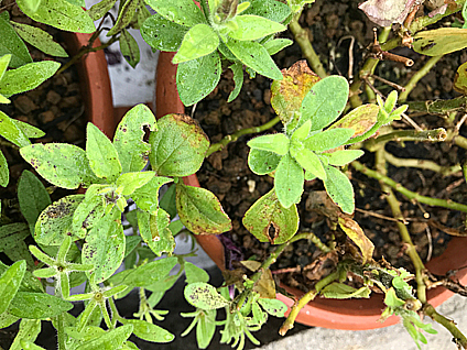 並べる 雨が嫌いな花