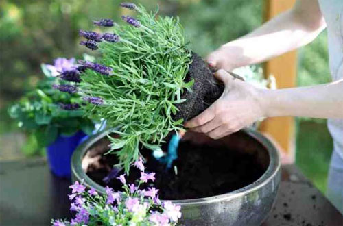 Tips Memulai Kebun Sayur di Halaman Rumah