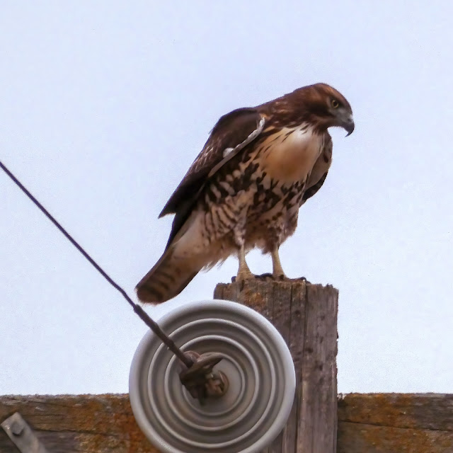 Red-tailed Hawk