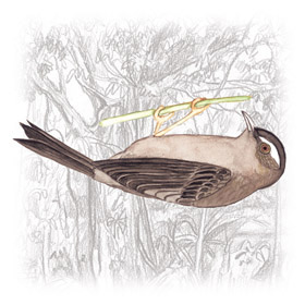 Pássaro Acrobata (Acrobatornis fonsecai)