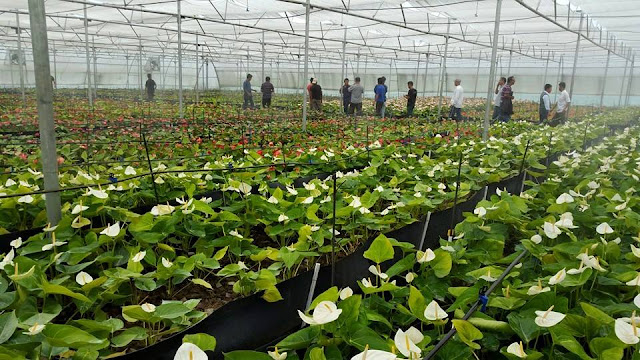 GTA starts anthurium cultivation at Jamuni