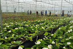 GTA starts anthurium cultivation at Jamuni