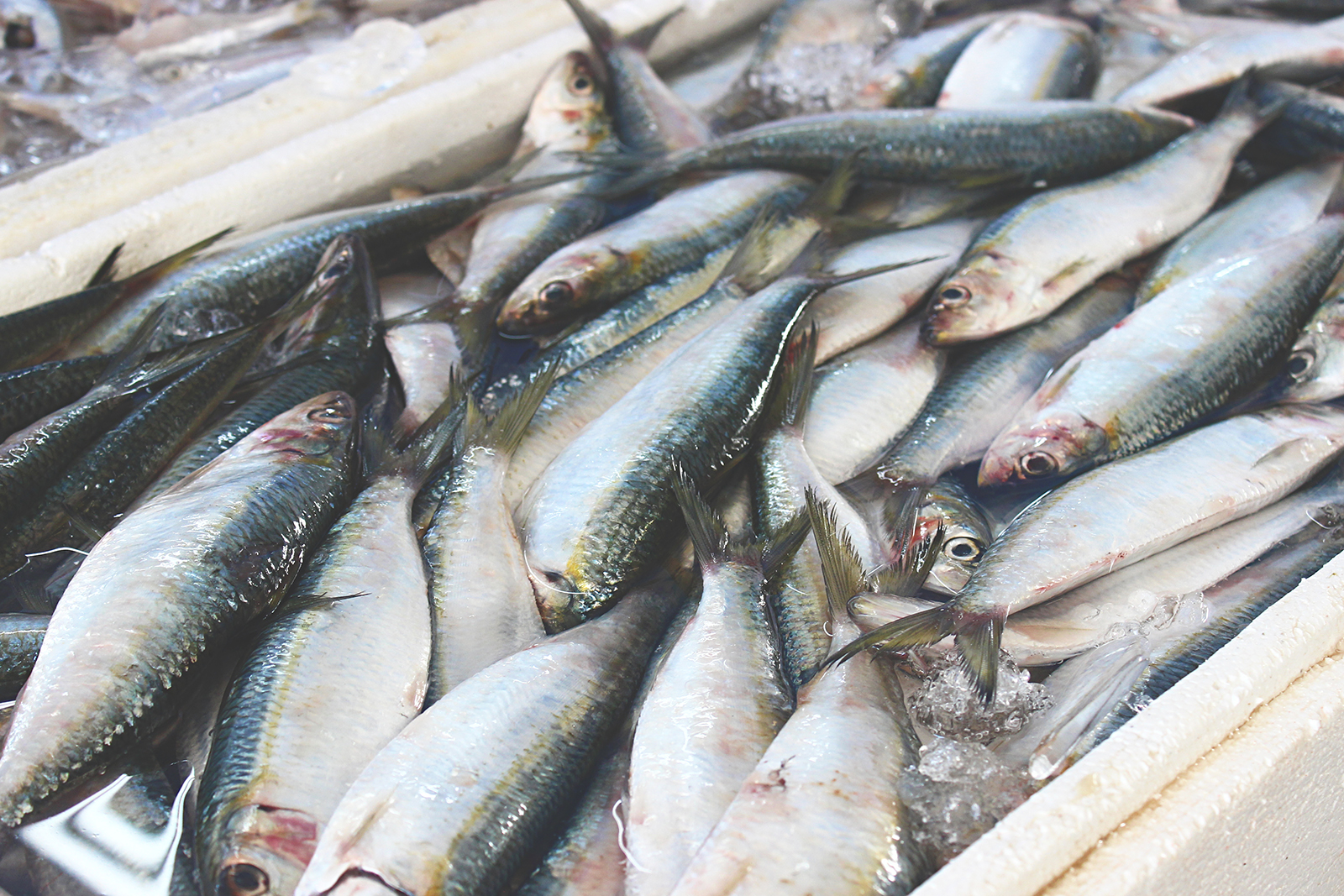 sardinhas peixaria santos