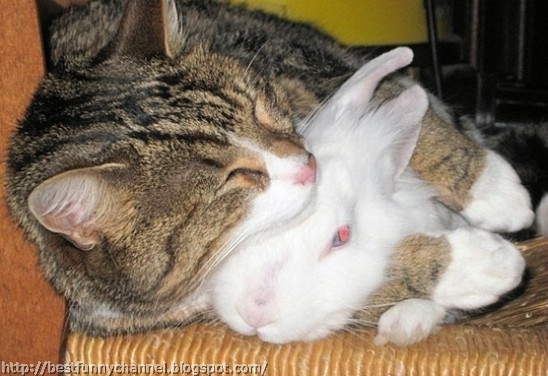 Cat and rabbit.