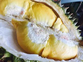 Ternyata Gampang Menyemai Biji Durian agar Cepat Tumbuh, Begini Caranya