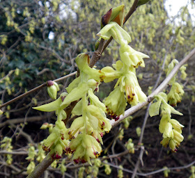 Chinese Witch Hazel - scented flowers