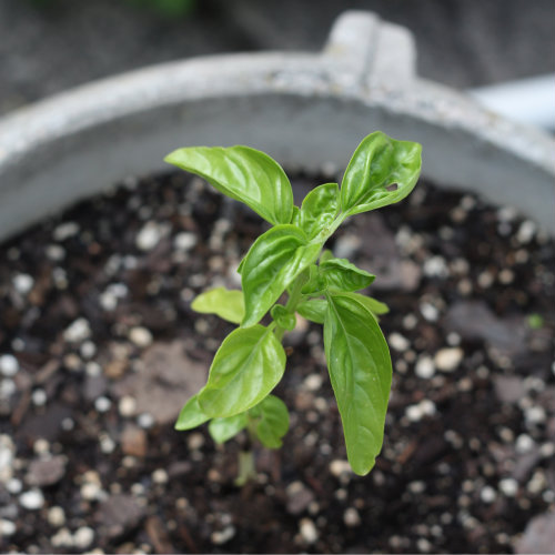 How To: Grow & Propagate Basil From Cuttings | 17 Apart