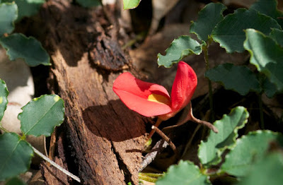 Coral Vine (Kennedia coccinea)