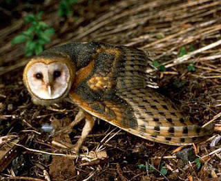 Barn owl