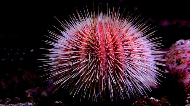 Sea Urchins