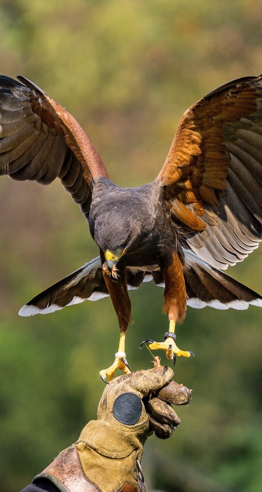 Harris hawk landing.