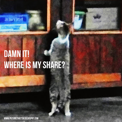 funny cat pictures