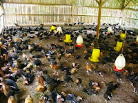 Peluang Usaha Ternak Ayam Kampung Super Sangat Menjanjikan