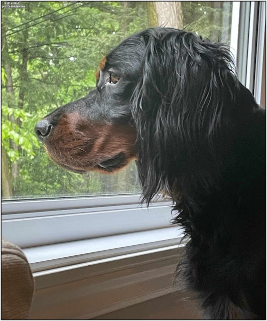 gordon setter