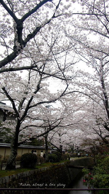 Philosopher's Path with sakura