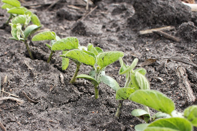 Newly emerged soybeans - May 2015