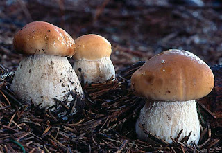 Boletus Edulis en un pinar de las Rias Baixas