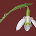 Do You Collect Snowdrops In Flower?