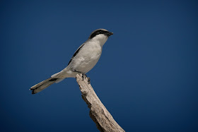 Loggerhead Shrike.