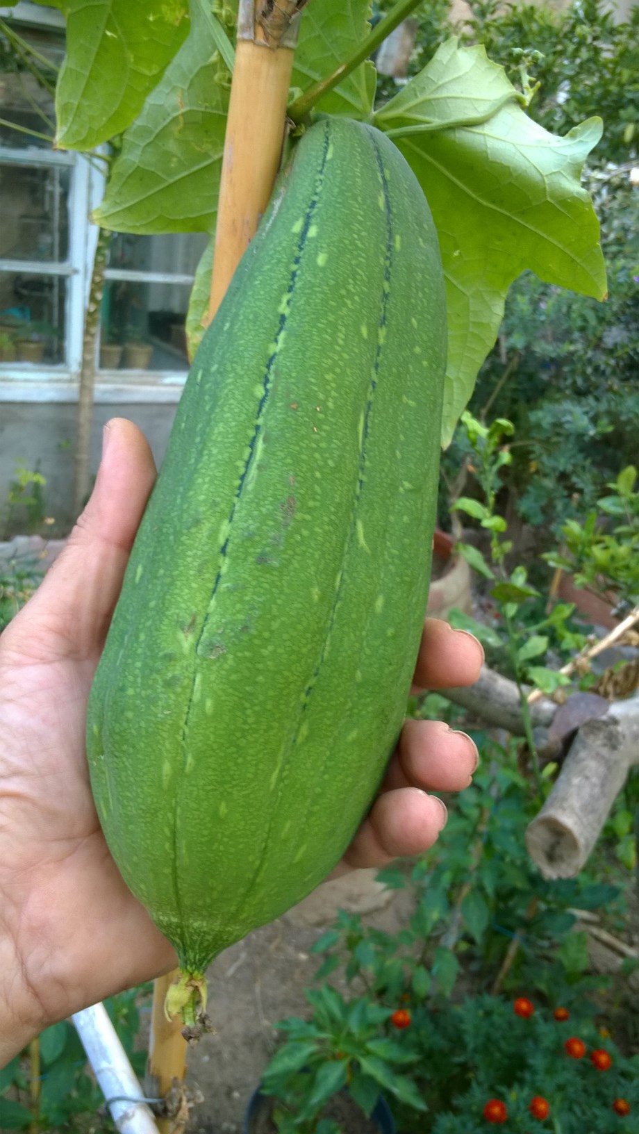 Luffa gourds are grown primarily for their fibrous tissue skeleton, which is commonly used as a bath sponge