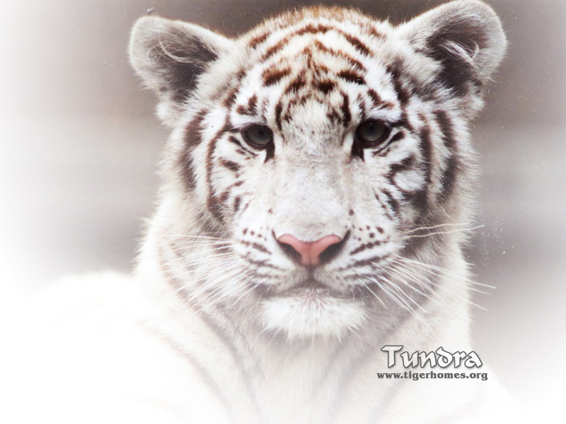 tigers wallpapers. Wallpaper, White Tigers