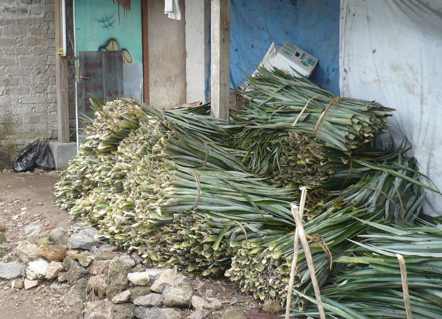 serat daun nanas Proses Produksi Serat Daun Nanas