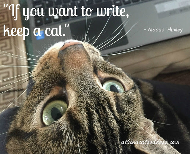 cats and writing