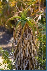 plant1 plant1