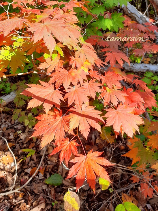 Клён ложнозибольдов (Acer pseudosieboldianum)