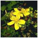 St. John's Wort herb